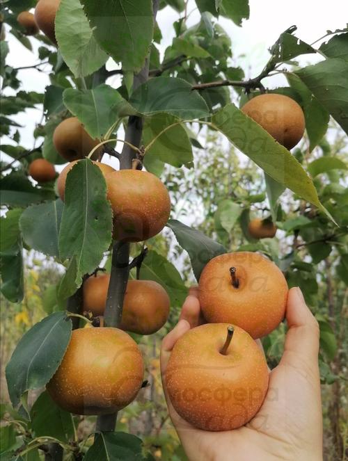 Груша азиатская Секуи 